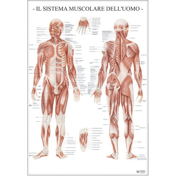 Poster Scientifico